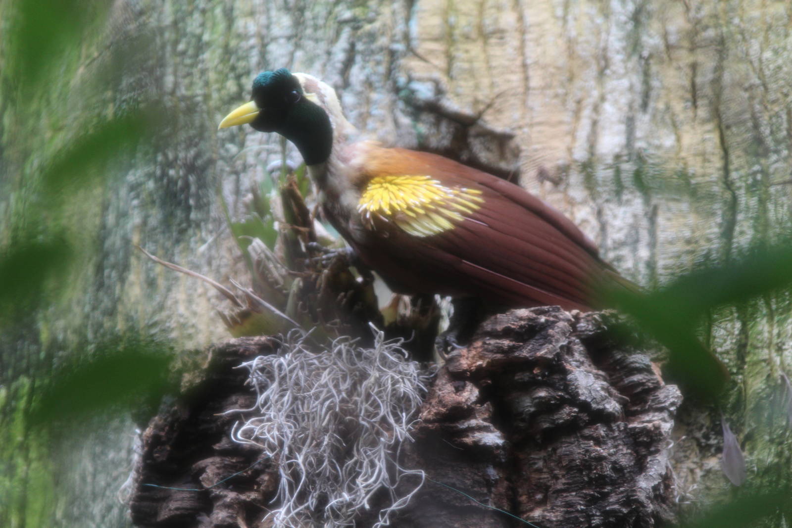Red Bird Of Paradise - Apr 2014