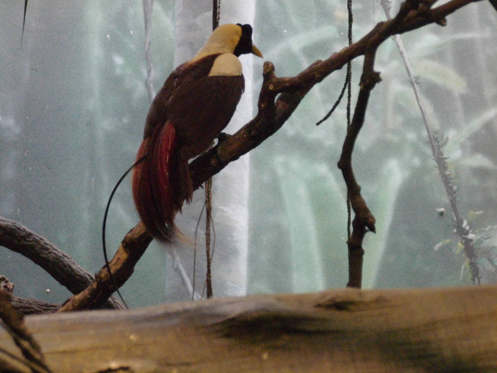 Red Bird-of-paradise at Bronx zoo 2014-12-27