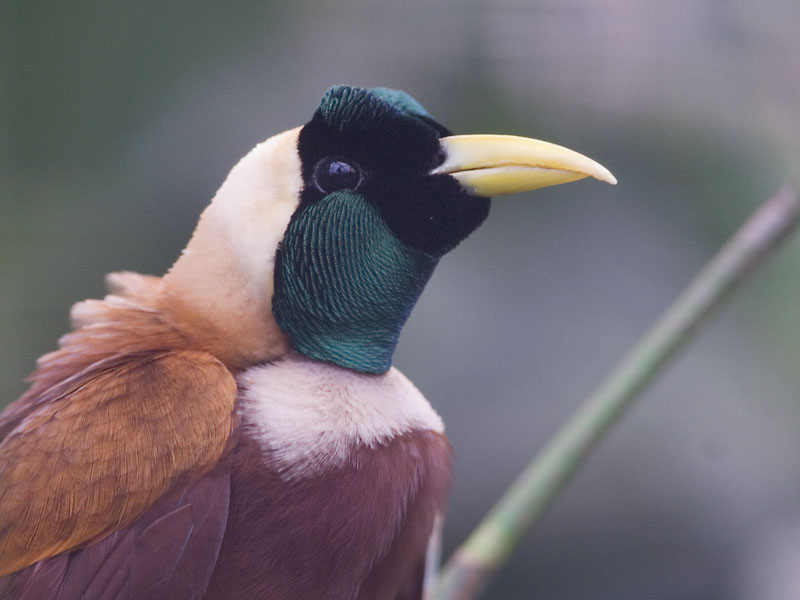 Red bird of paradise at Chester
