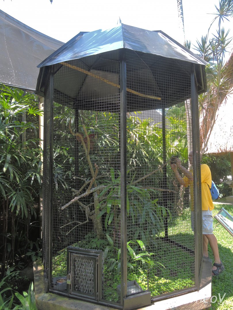 Red bird-of-paradise aviary [2016]