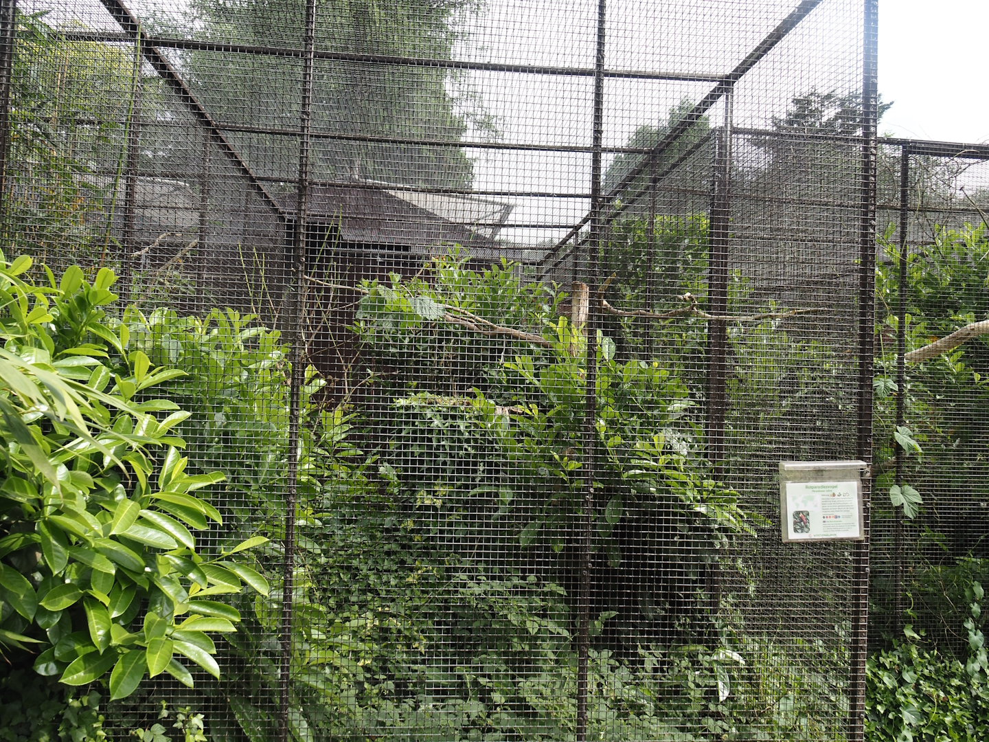 Red bird-of-paradise aviary, 2024-05-21