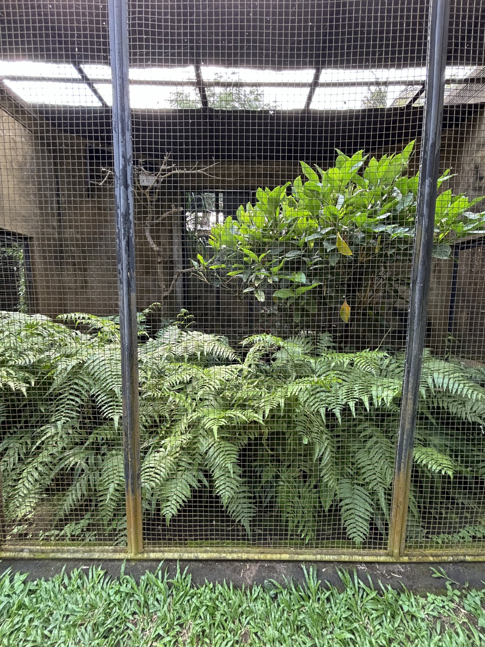 Red Bird of Paradise Aviary