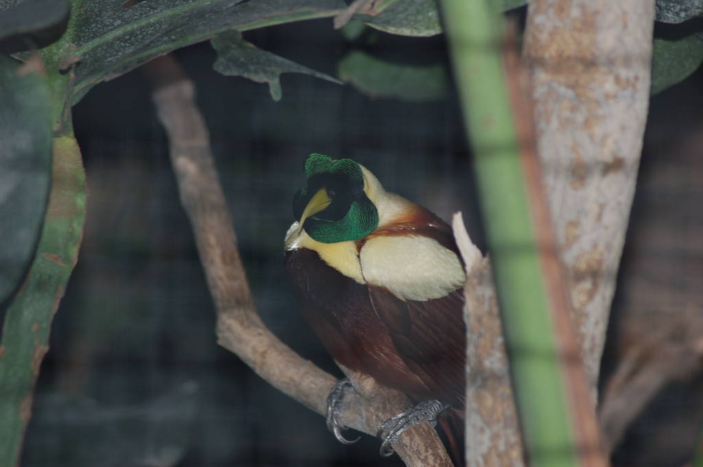 Red bird of paradise (BOP)