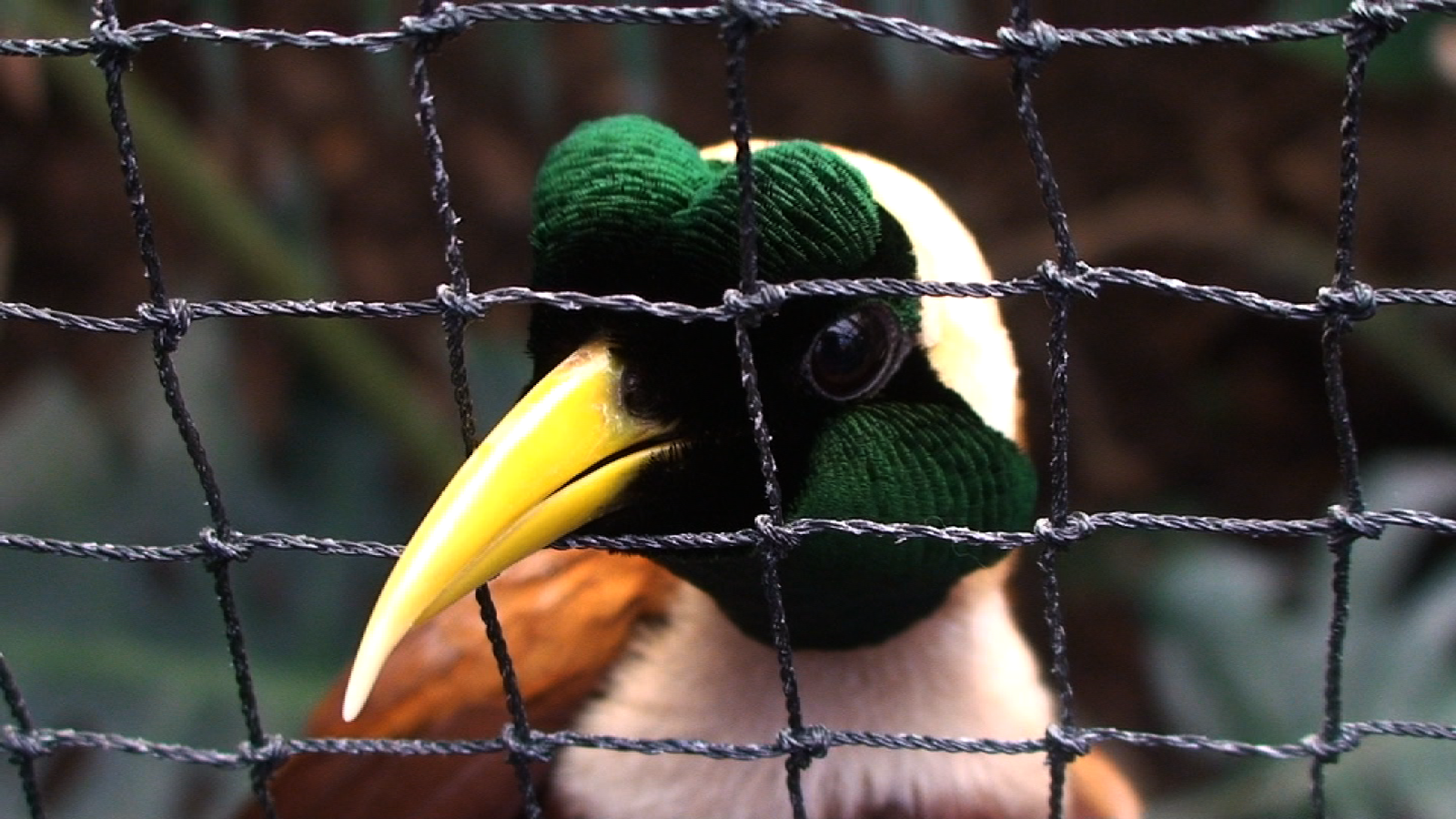 Red bird of paradise, Chester zoo