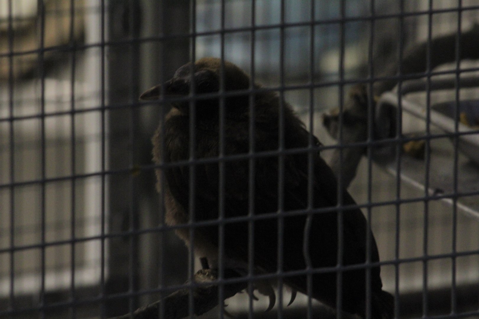 Red Bird-of-Paradise Chick
