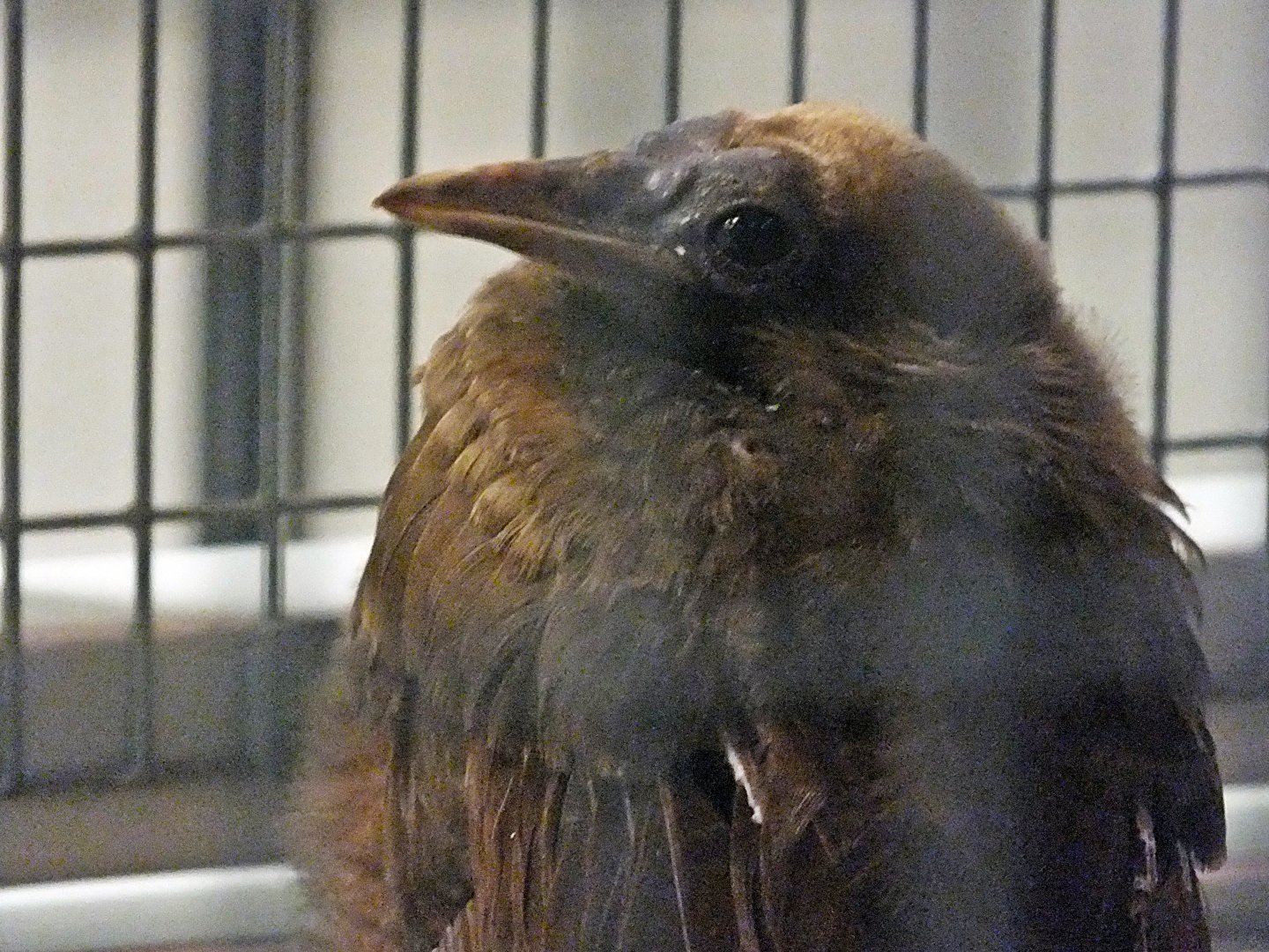 Red bird-of-paradise chick