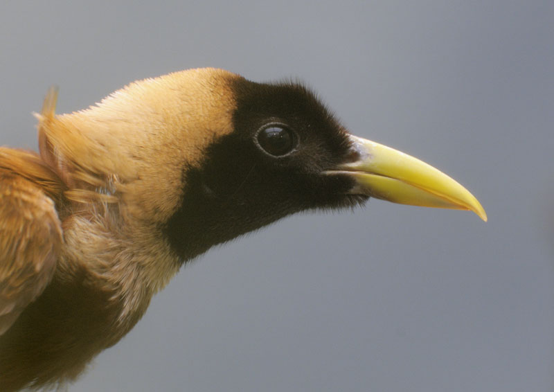 Red bird of paradise female.