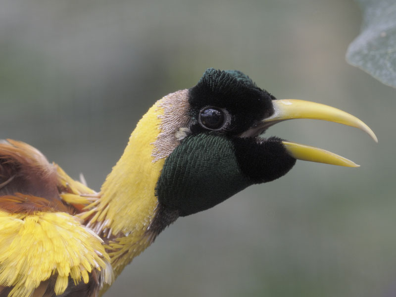 Red bird of paradise in moult