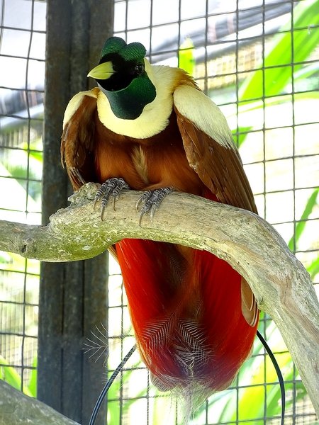 Red bird-of-paradise male