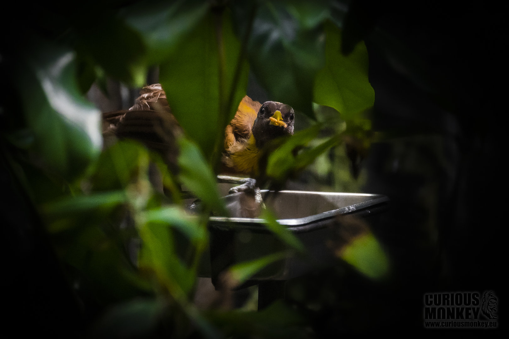 Red bird-of-paradise (paradisaea rubra) 10/21