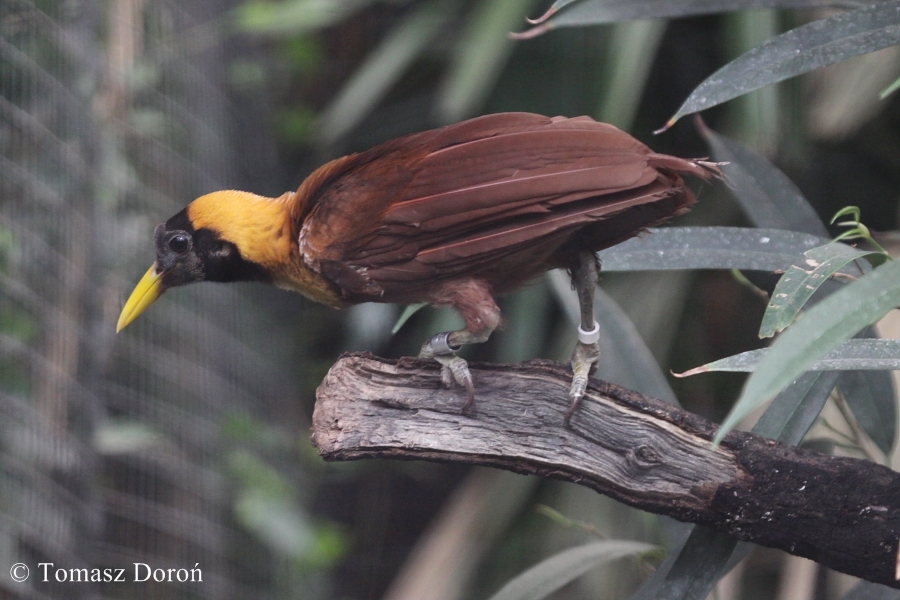 Red Bird of Paradise (Paradisaea rubra), 2011/05/28