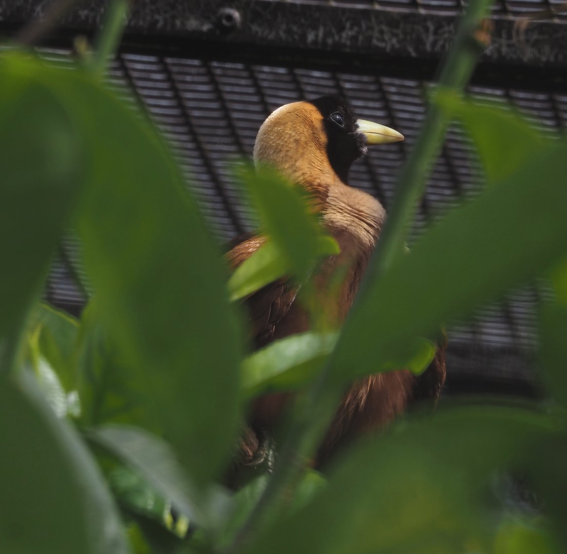 Red bird-of-paradise (Paradisaea rubra), 2024-05-21