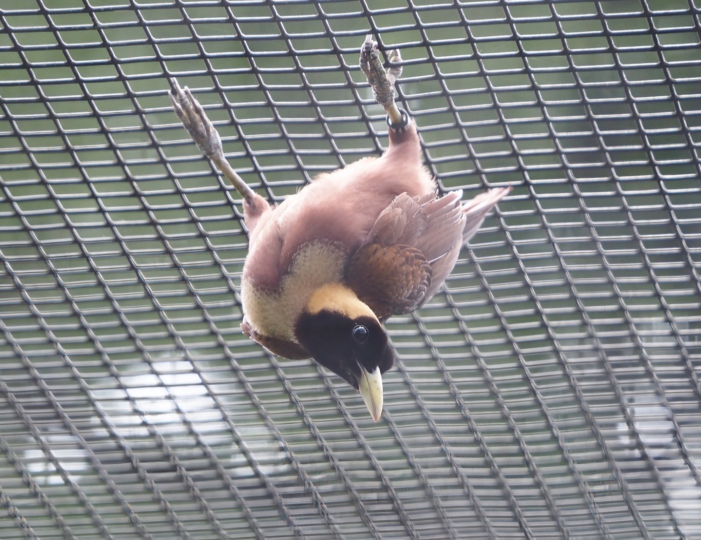 Red bird-of-paradise (Paradisaea rubra), 2024-05-24