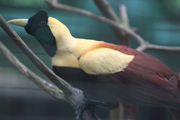 Red bird-of-paradise (Paradisaea rubra) - Bird Park
