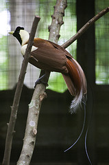 Red Bird of Paradise - Paradisaea rubra - Melaka Zoo - 2009