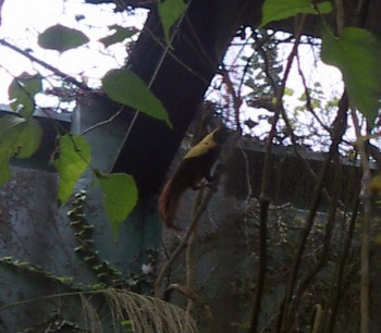 Red Bird of Paradise (Paradisaea rubra)