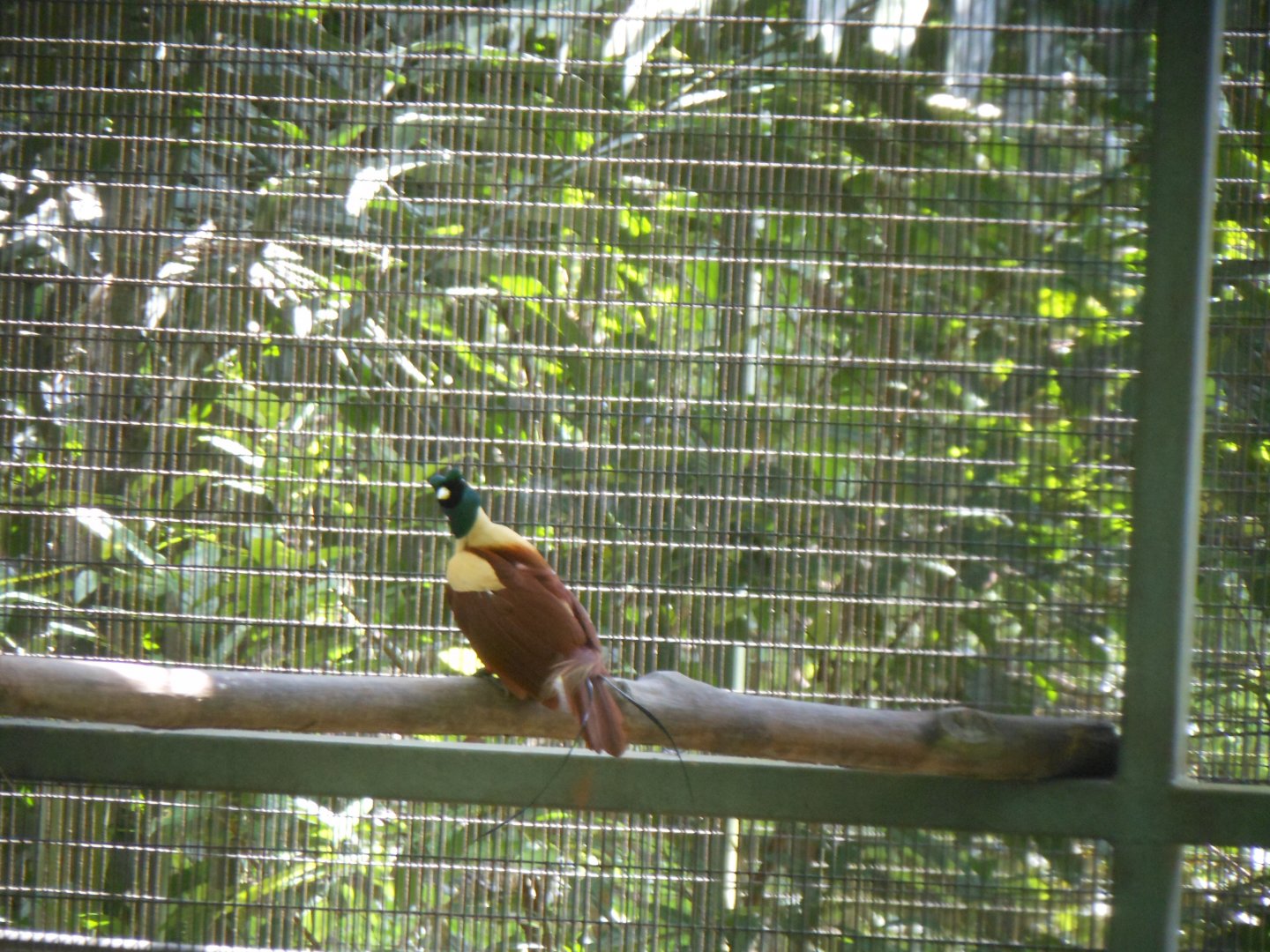Red Bird-of-paradise (Paradisaea rubra)
