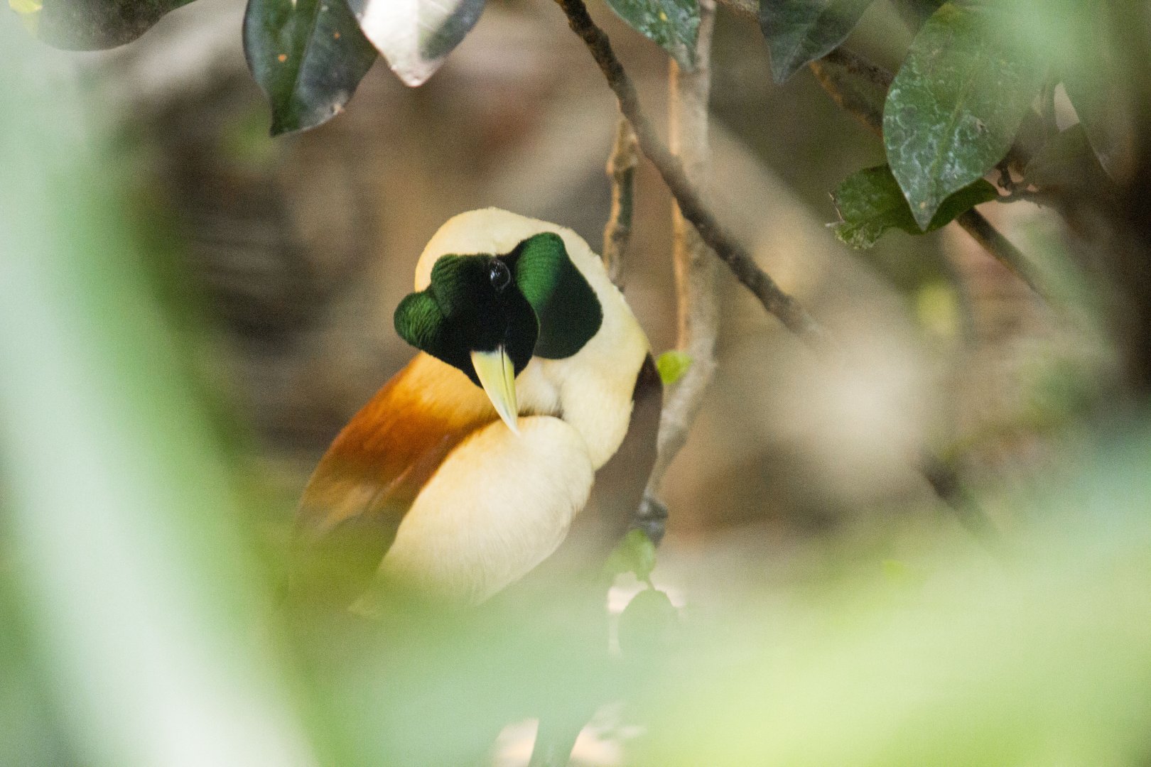 Red bird-of-paradise, Paradisaea rubra