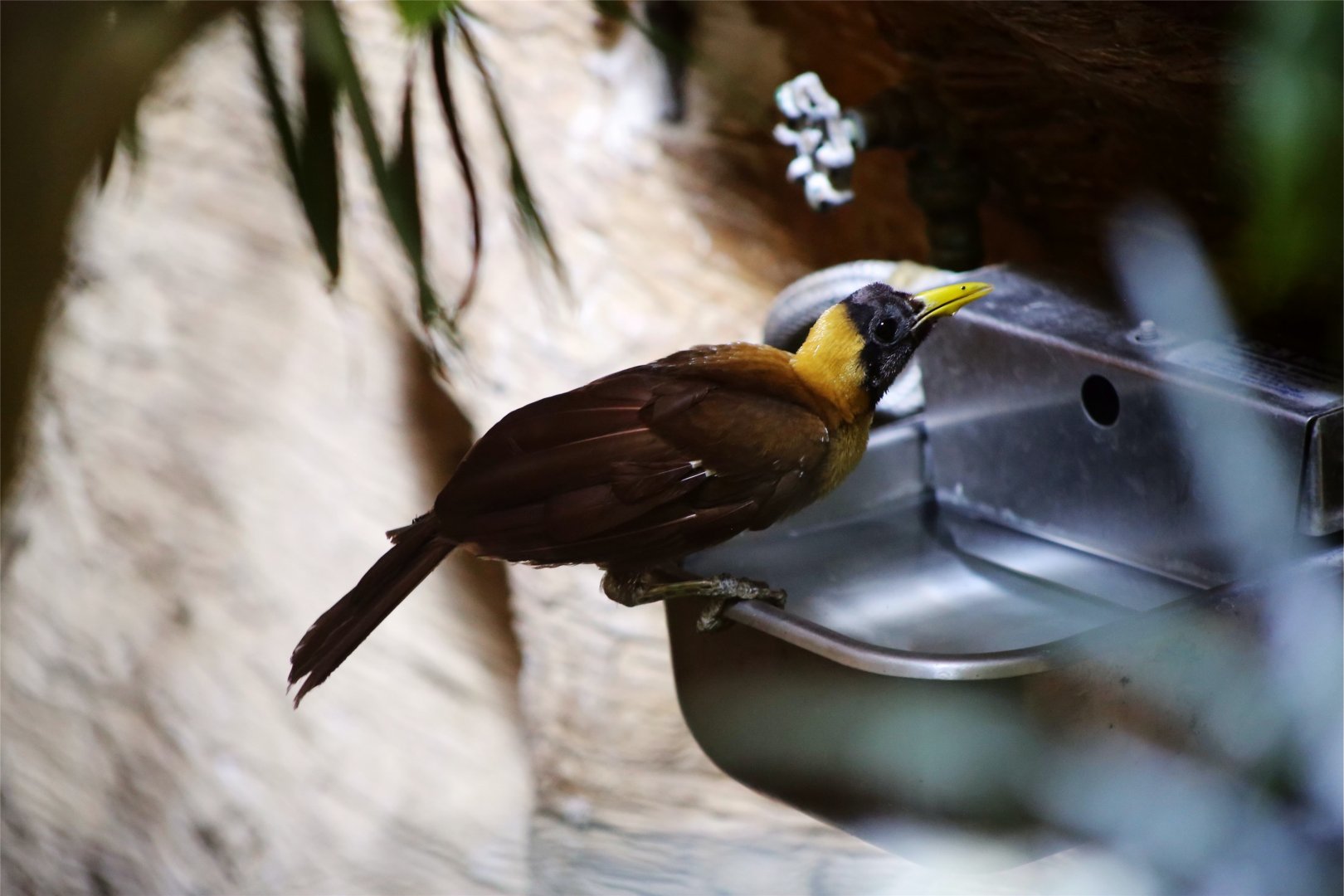 Red bird-of-paradise (Paradisaea rubra)