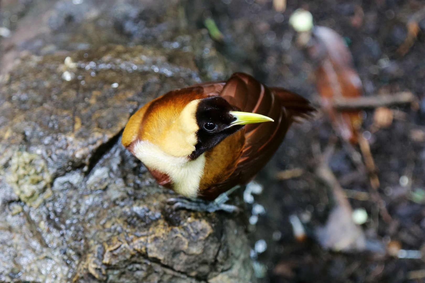 Red Bird-of-paradise (Paradisaea rubra)