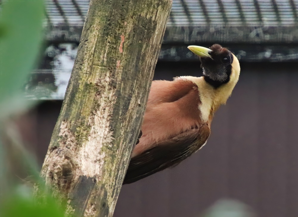 Red bird-of-paradise (Paradisaea rubra)