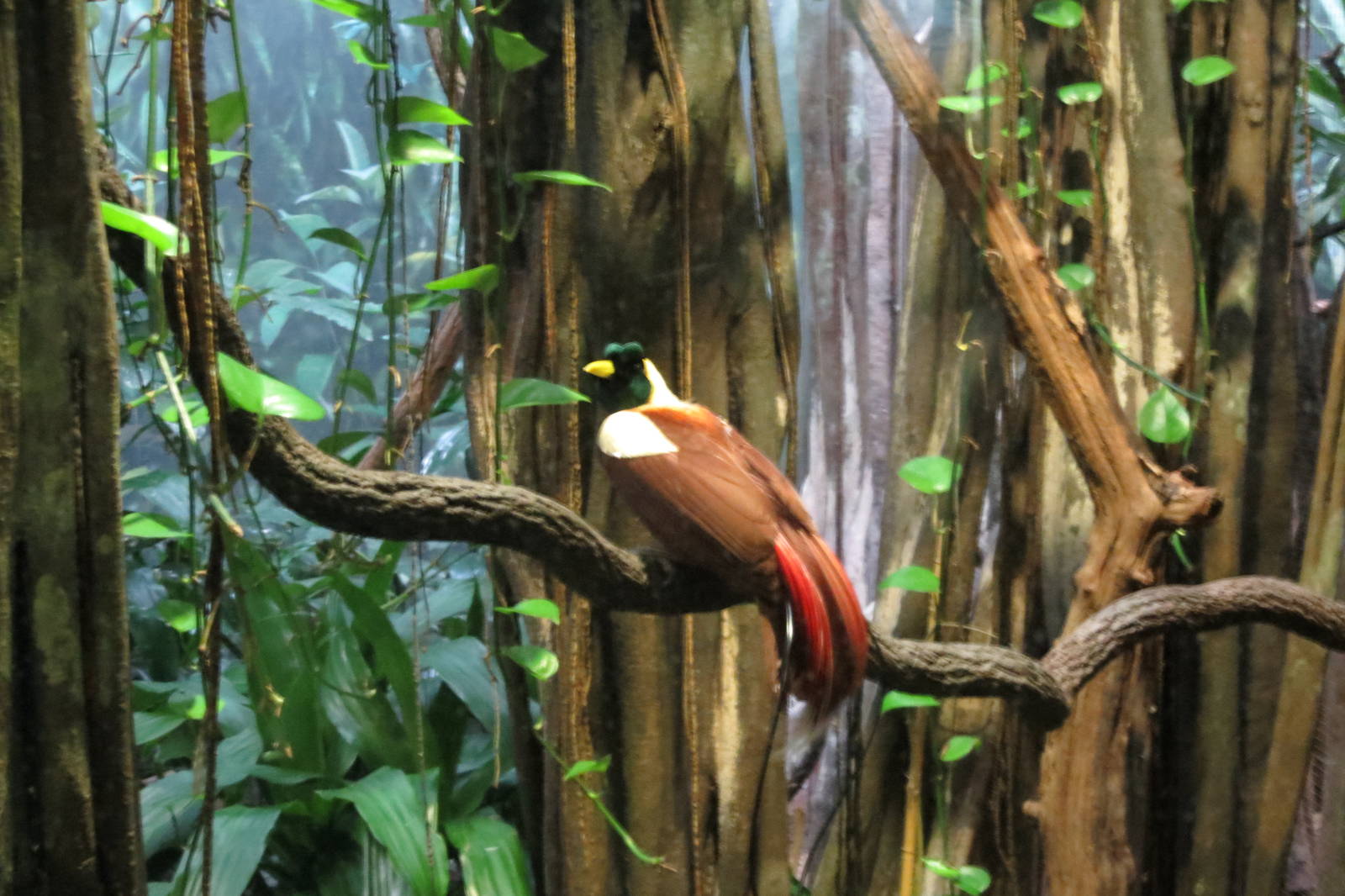 Red Bird-of-paradise - World of Birds 031215