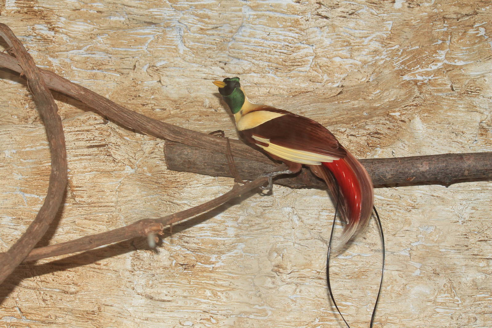 Red Bird of Paradise