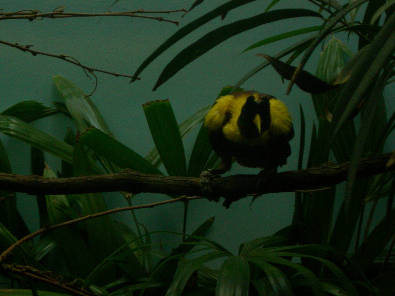 Red Bird of Paradise