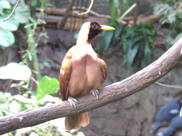 Red Bird-of-Paradise