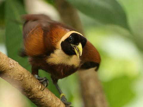 Red Bird-of-paradise