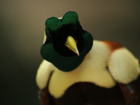 Red Bird-of-paradise