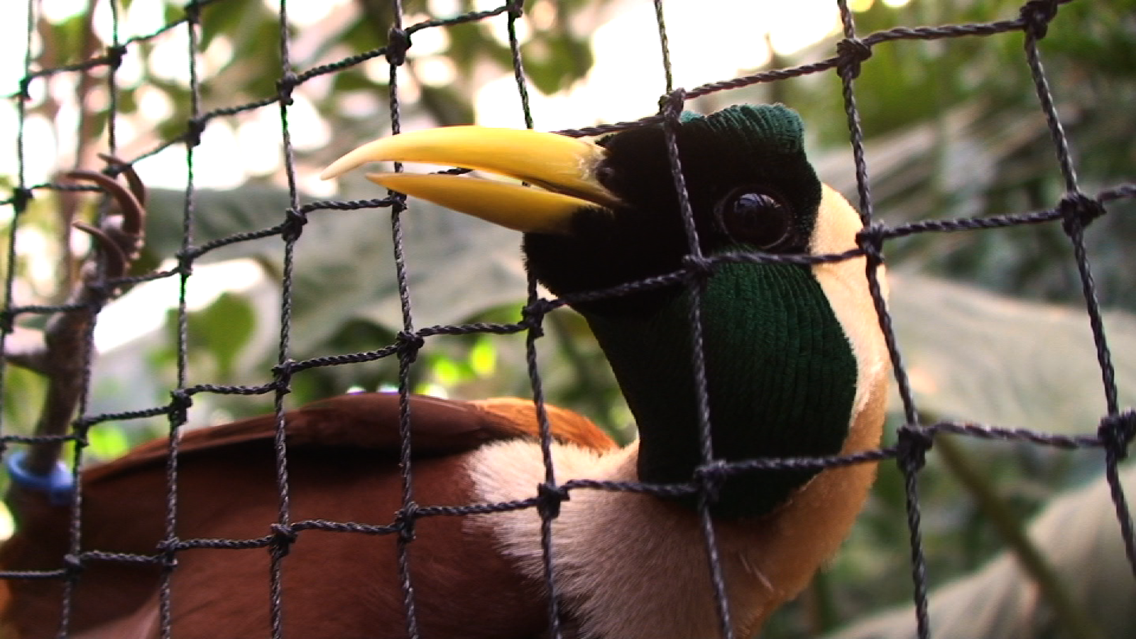 Red Bird of Paradise