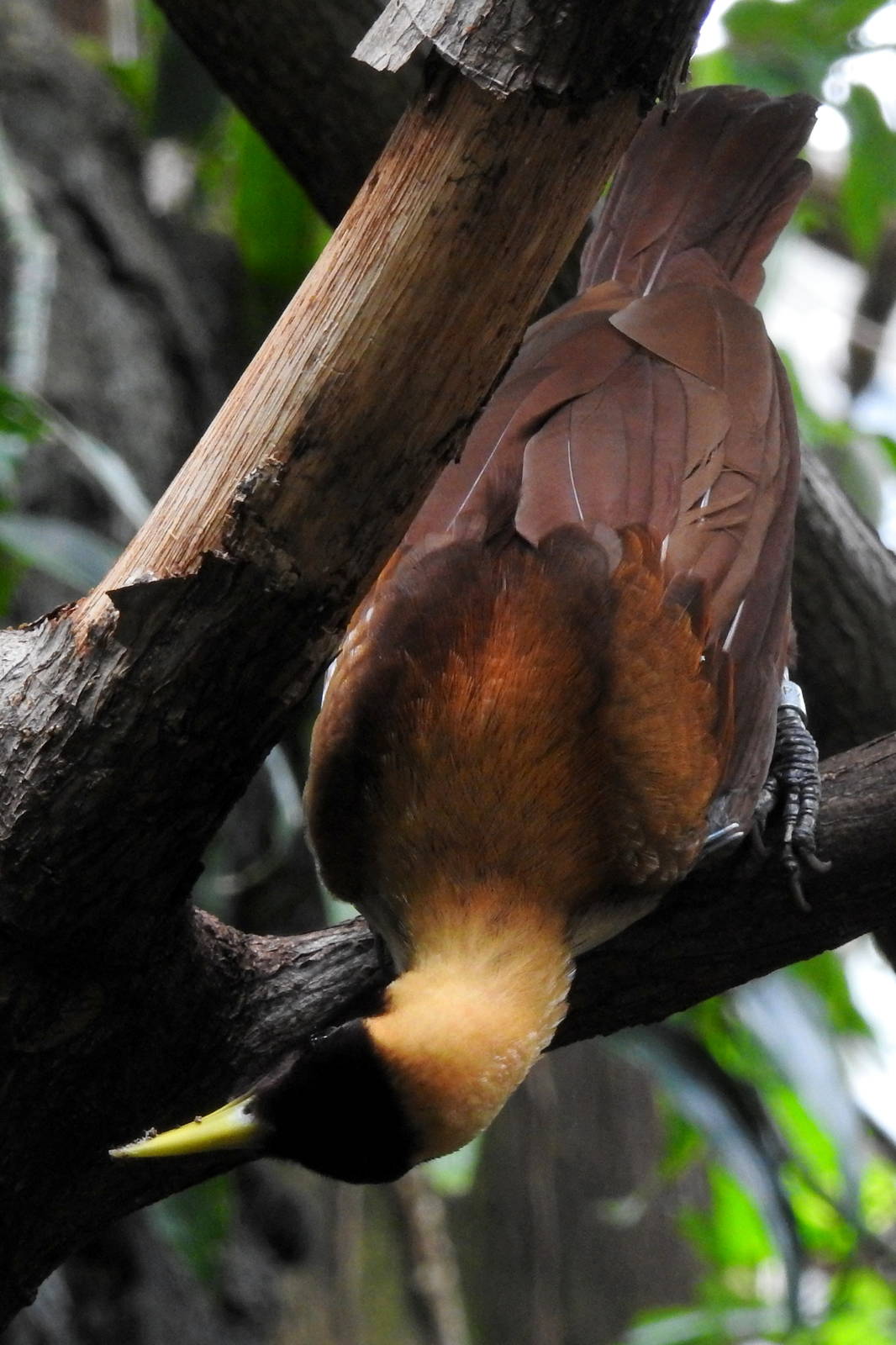 Red Bird of Paradise