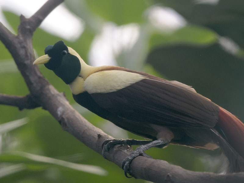 Red bird of paradise