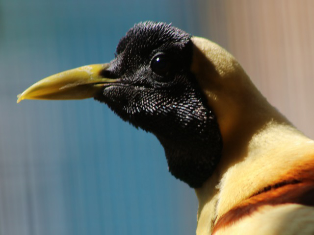 Red Bird-of-paradise