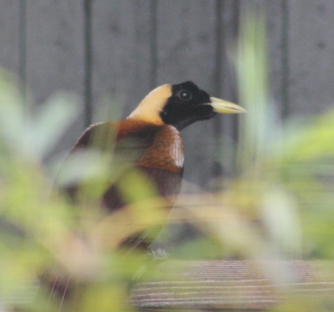 Red bird of paradise