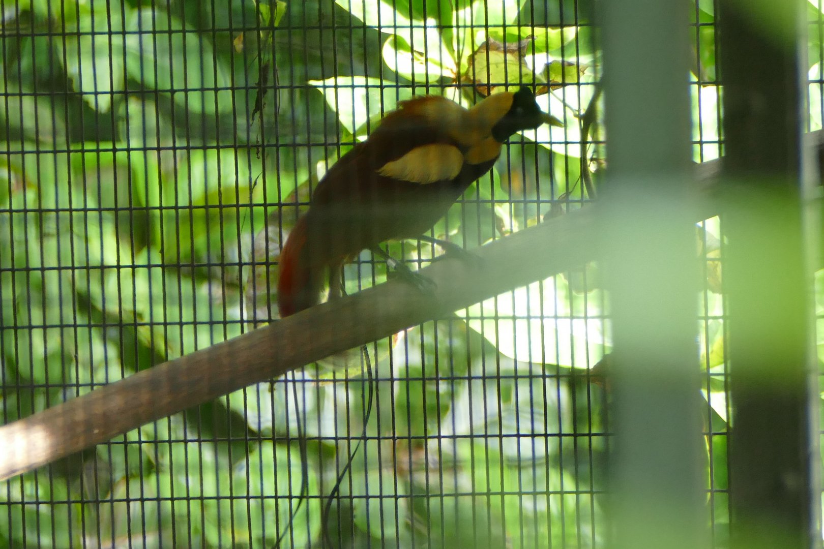 Red bird-of-paradise