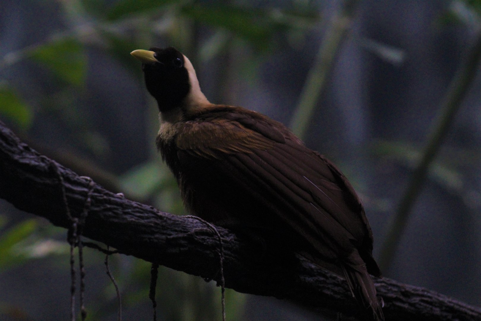Red Bird-of-Paradise