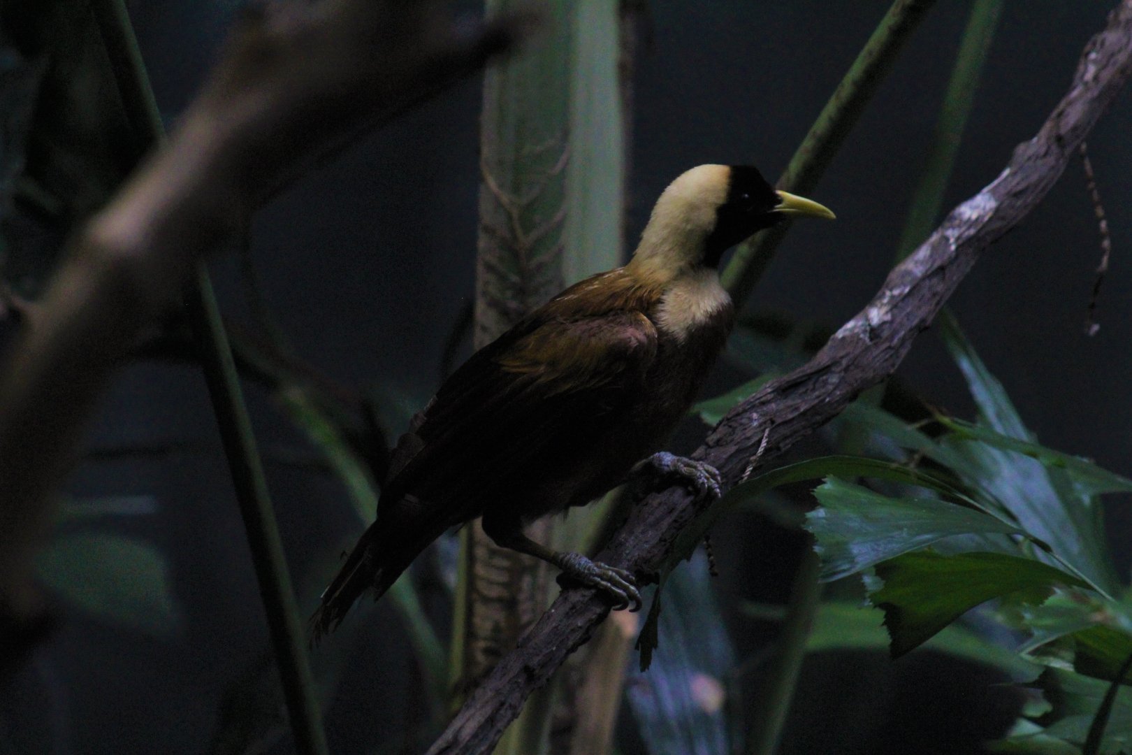 Red Bird-of-Paradise