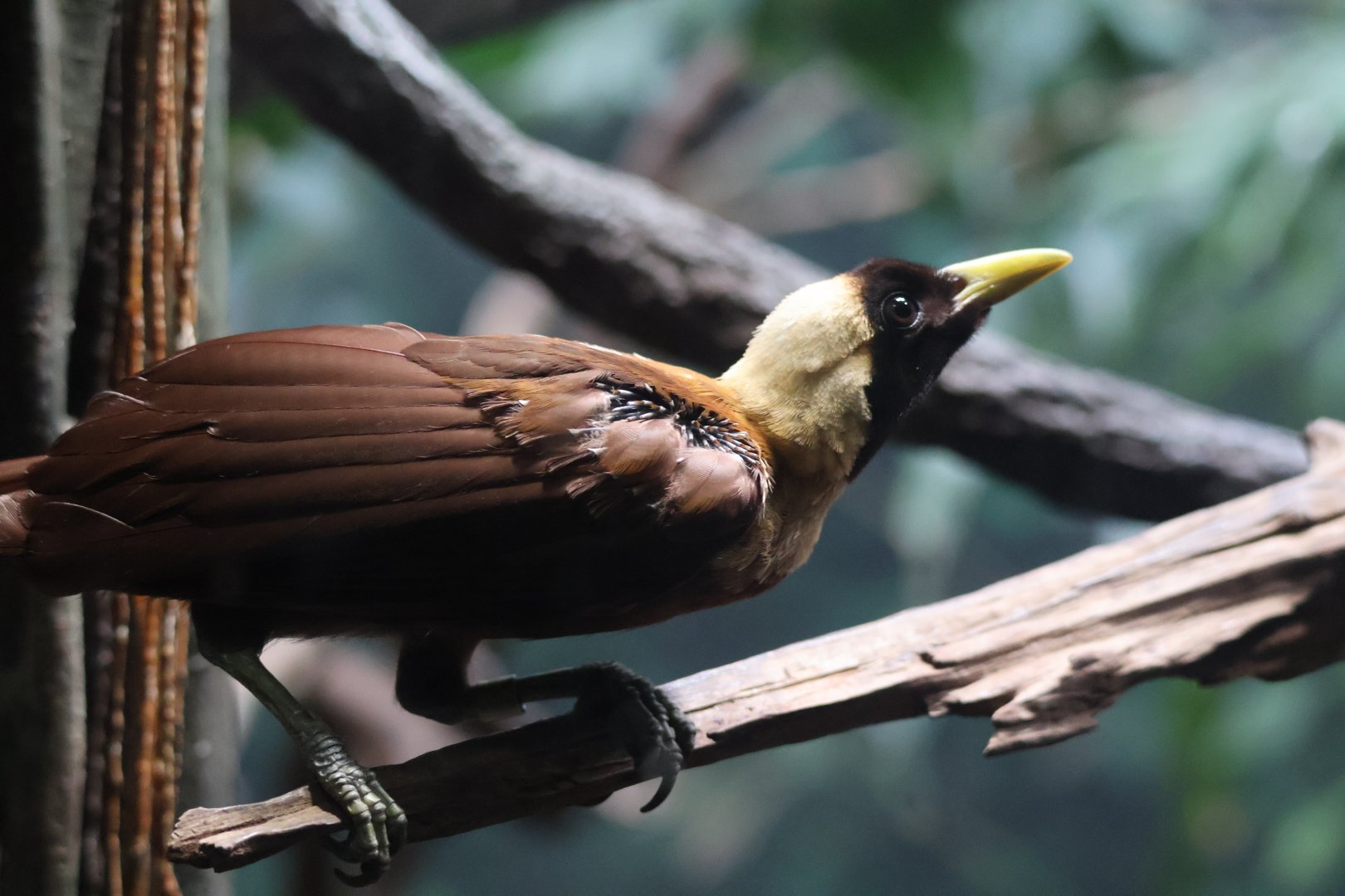 Red Bird of Paradise