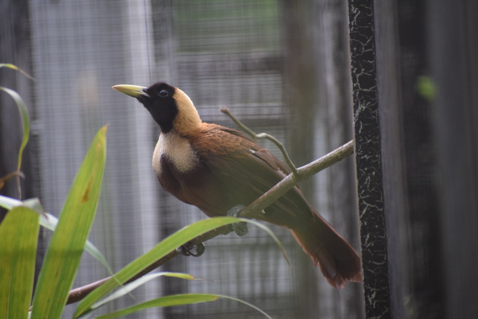 Red-bird-of-paradise