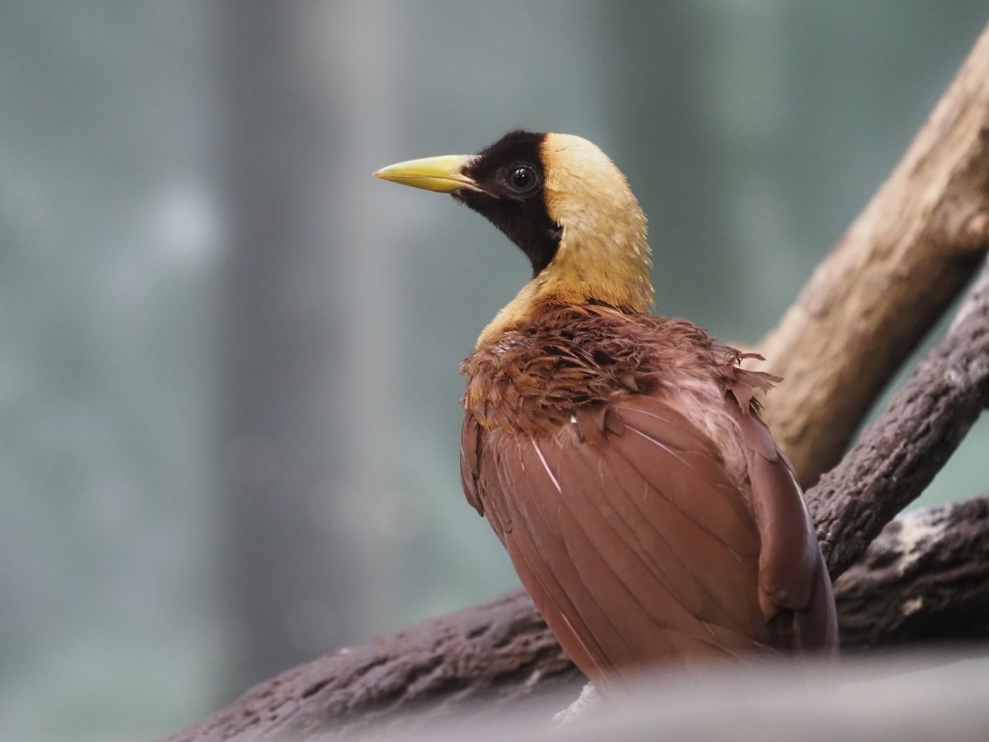 Red Bird-of-Paradise
