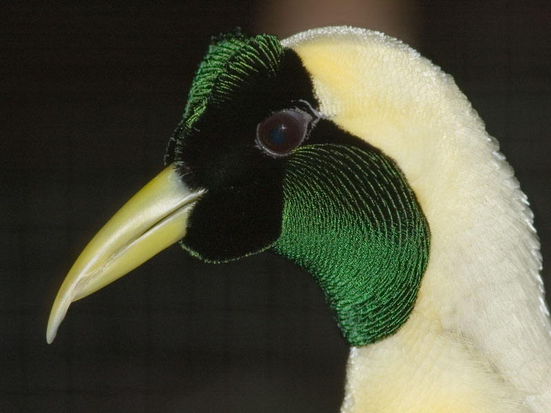 Red bird of paradise