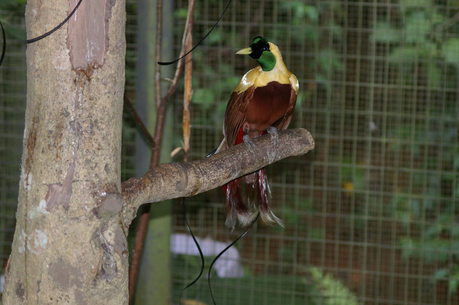 red birds of paradise (Paradisaea rubra)