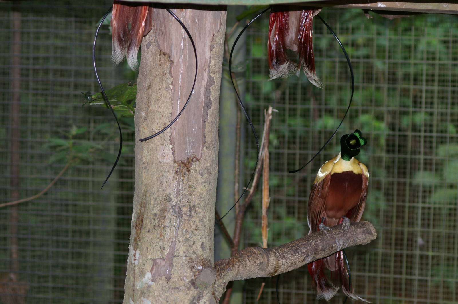 red birds of paradise (Paradisaea rubra)
