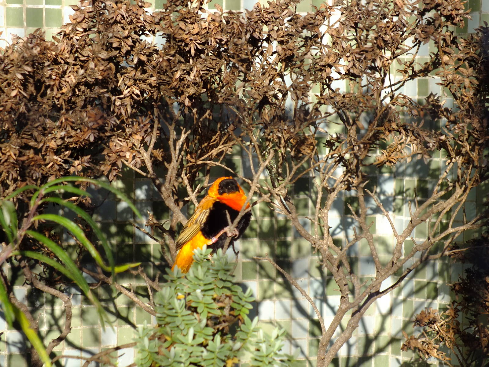 Red Bishop Bird