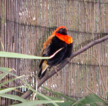 Red Bishop (Euplectes orix)