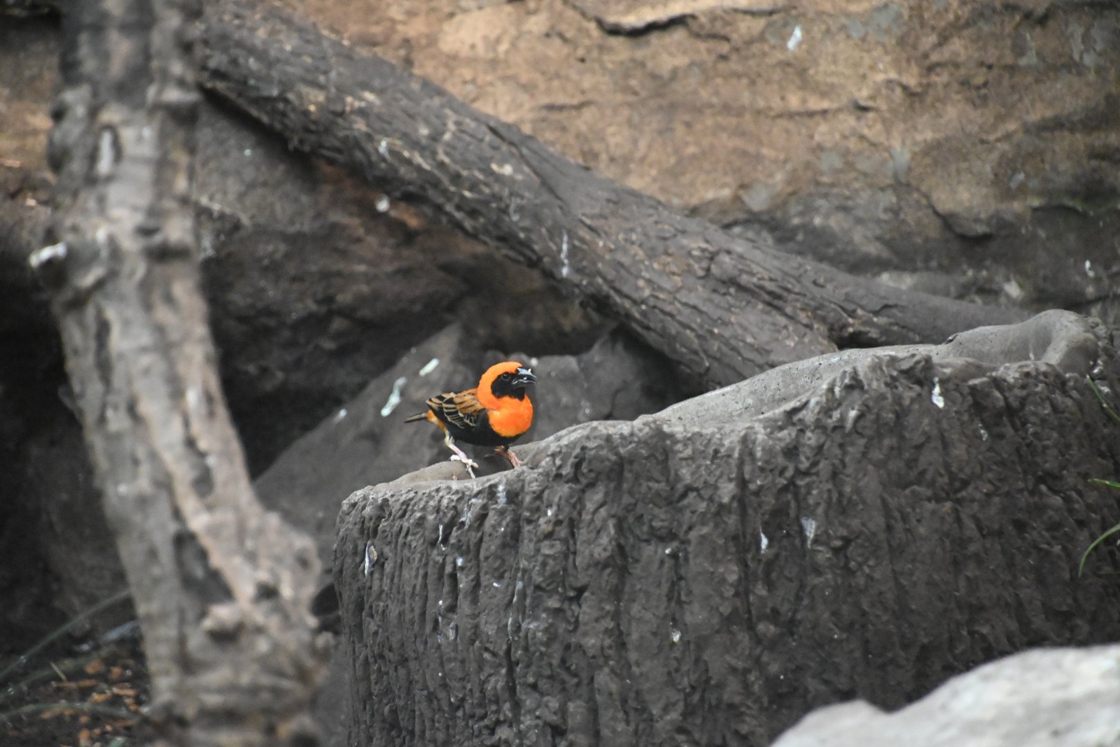 Red bishop (Euplectes orix)