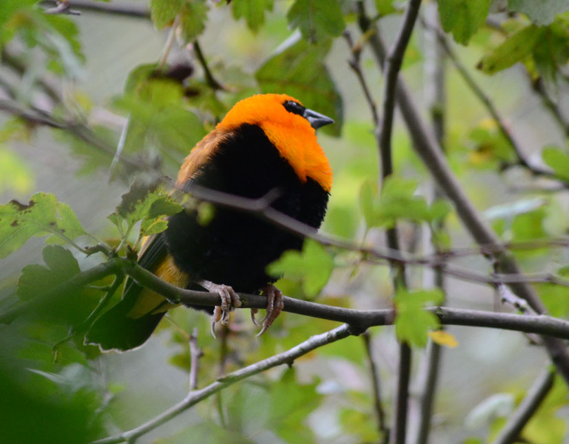 Red Bishop or Orange weaver