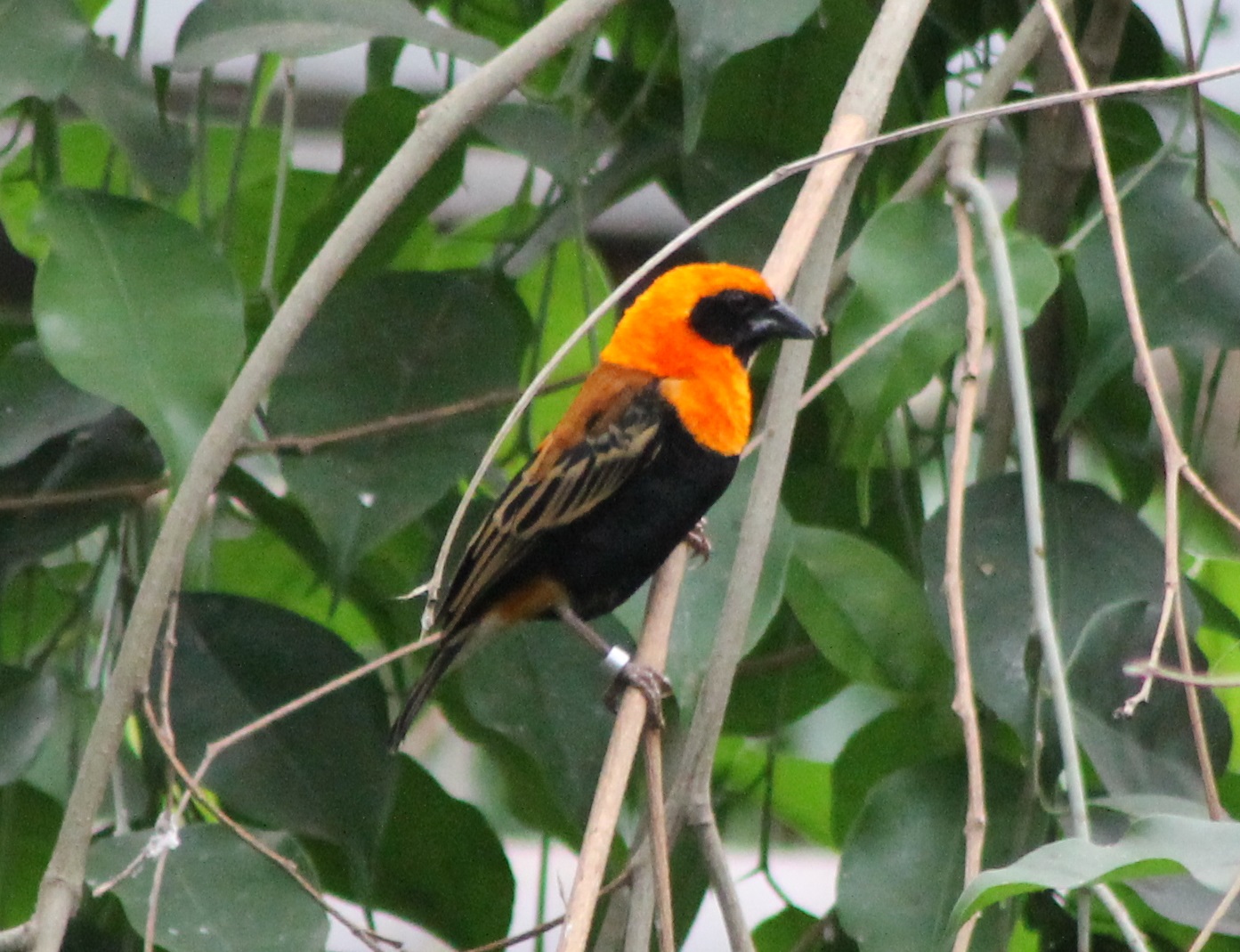 Red bishop